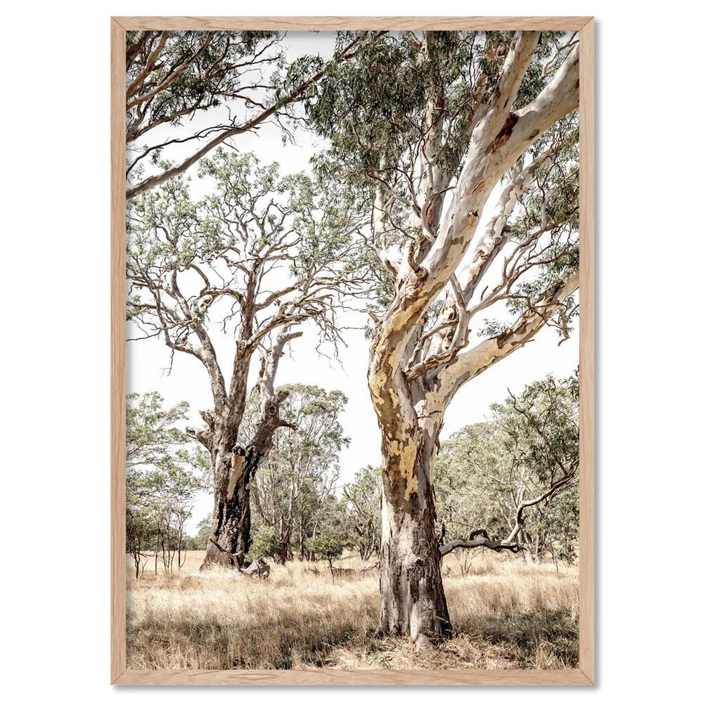 Among the Gumtrees III - Art Print