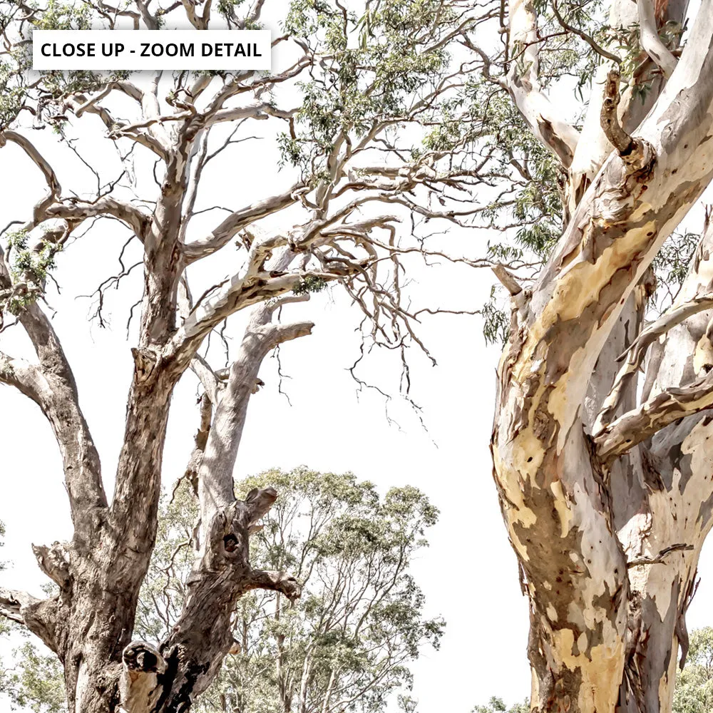 Among the Gumtrees III - Art Print
