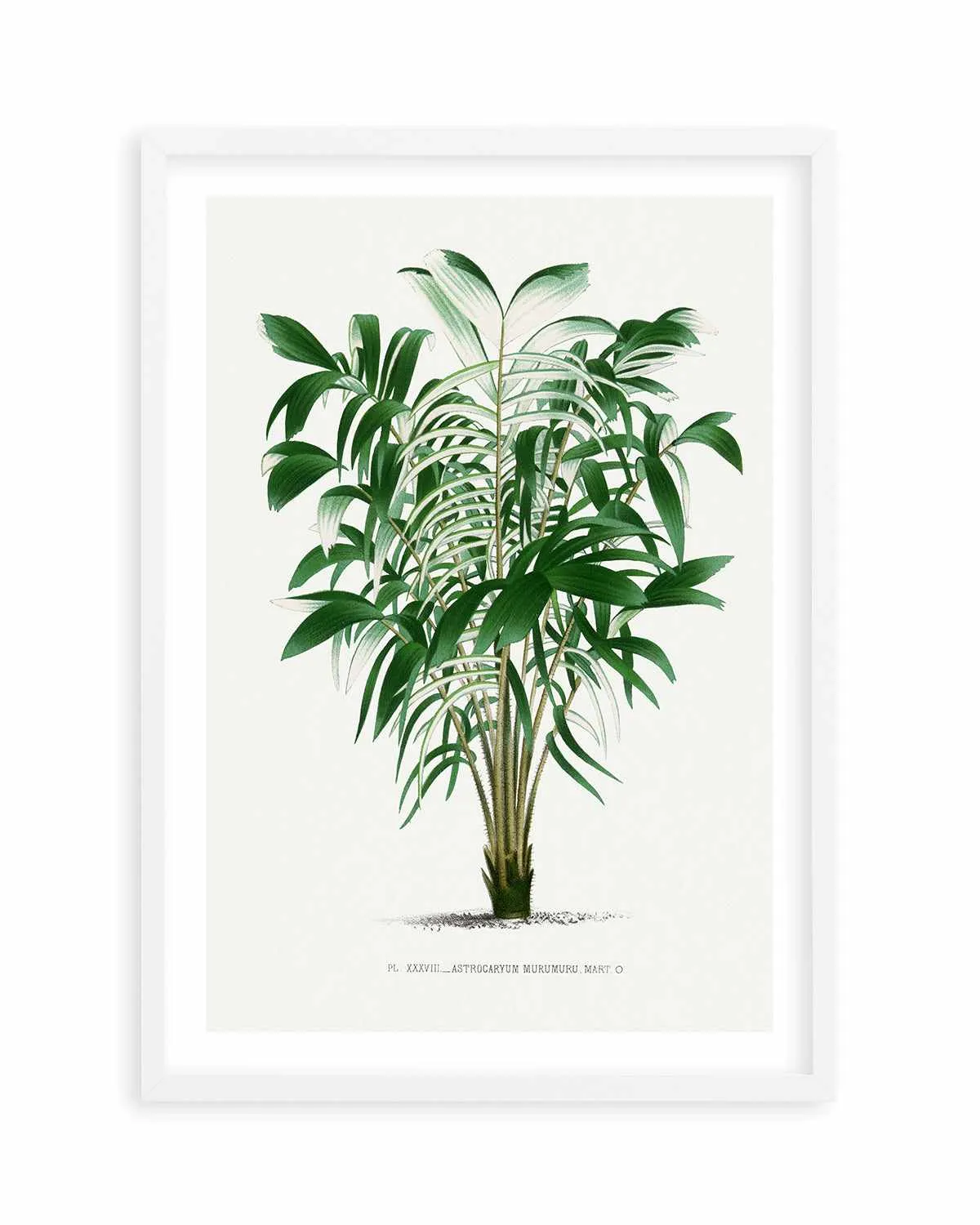 Astrocaryum Murumuru Vintage Palm Poster Art Print