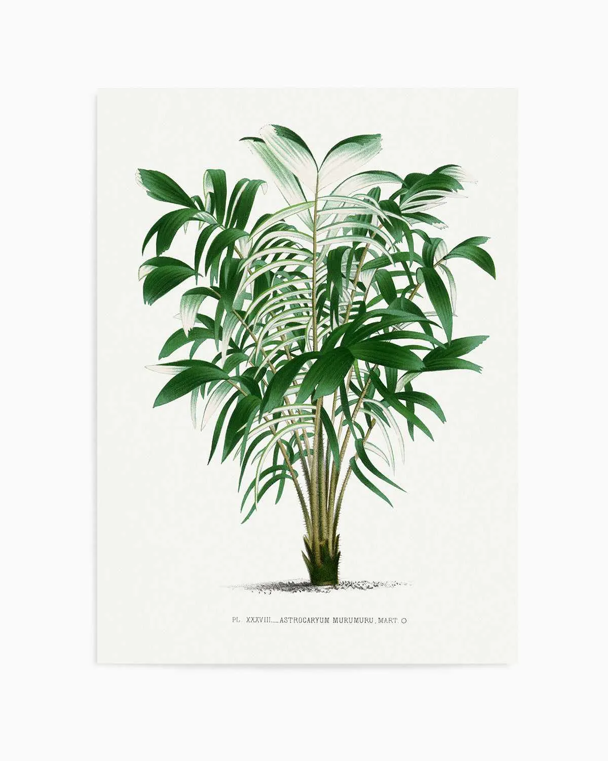 Astrocaryum Murumuru Vintage Palm Poster Art Print