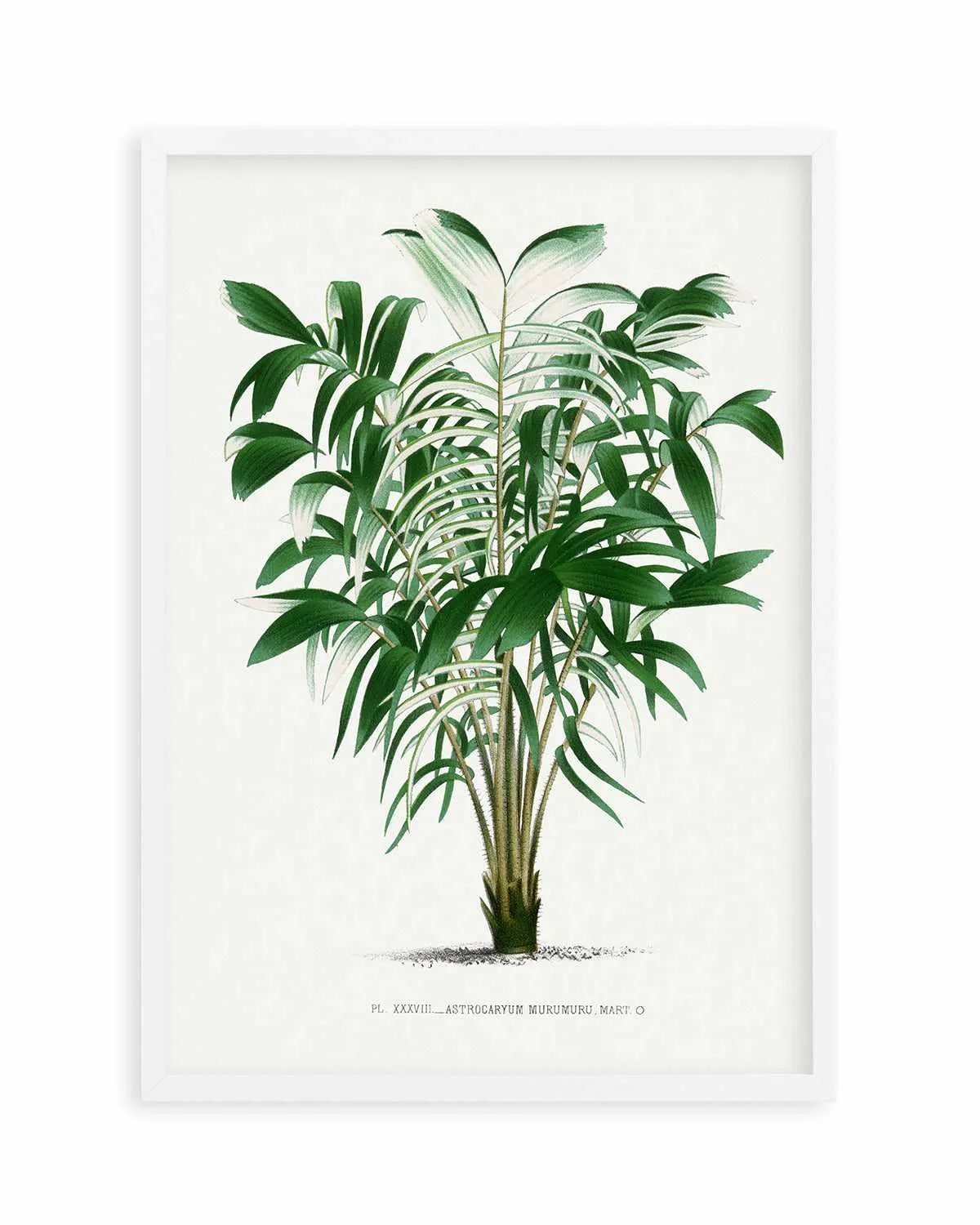 Astrocaryum Murumuru Vintage Palm Poster Art Print