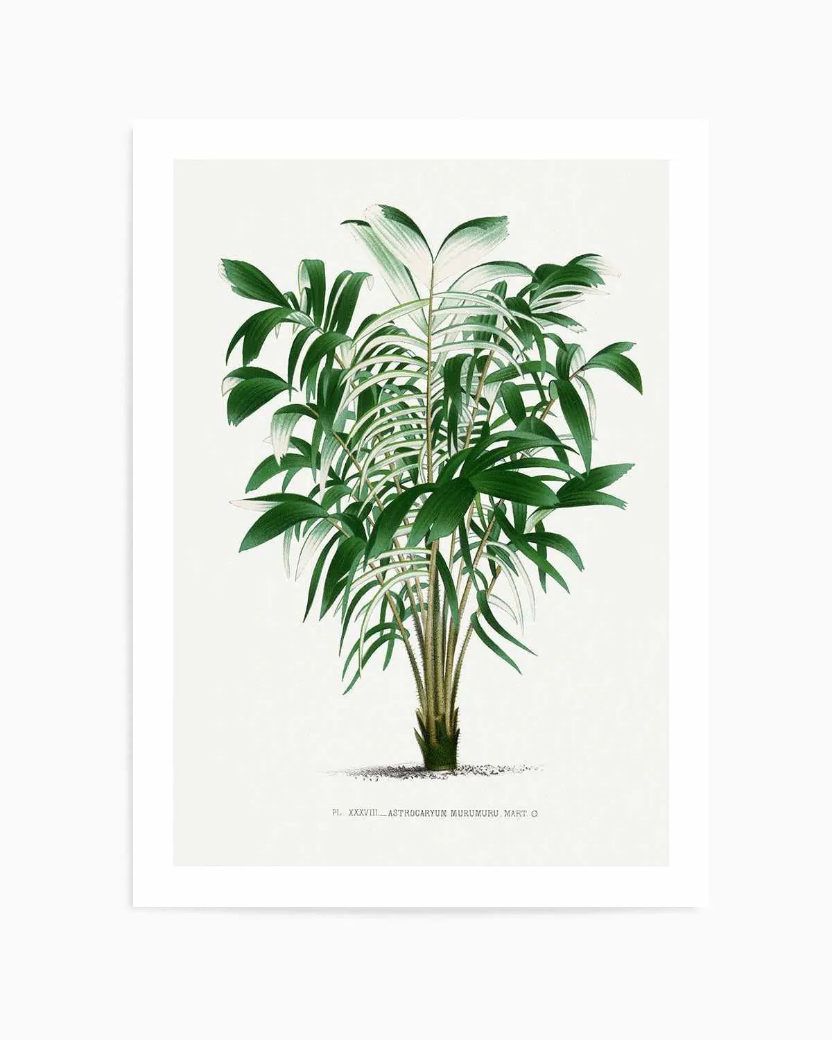 Astrocaryum Murumuru Vintage Palm Poster Art Print