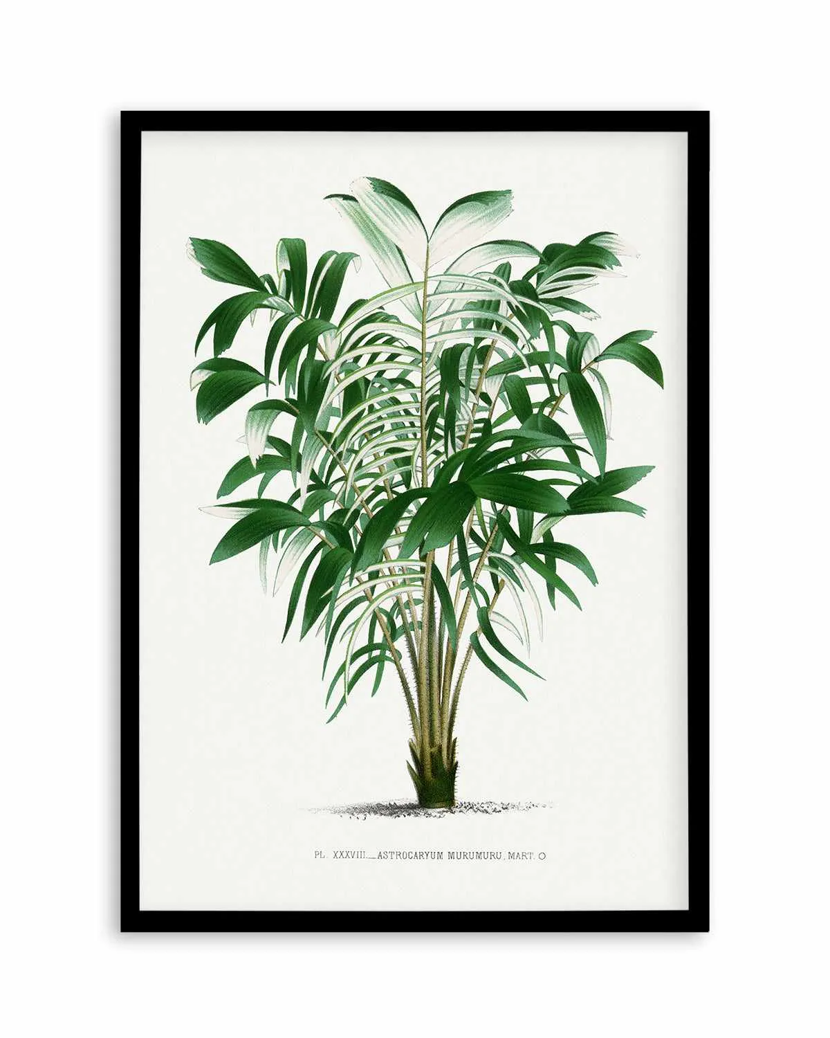 Astrocaryum Murumuru Vintage Palm Poster Art Print