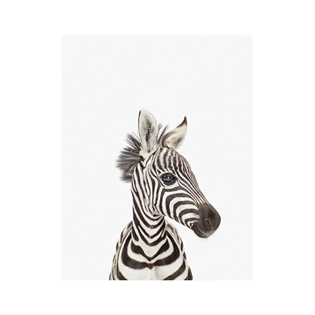 Baby Zebra Little Darling Print