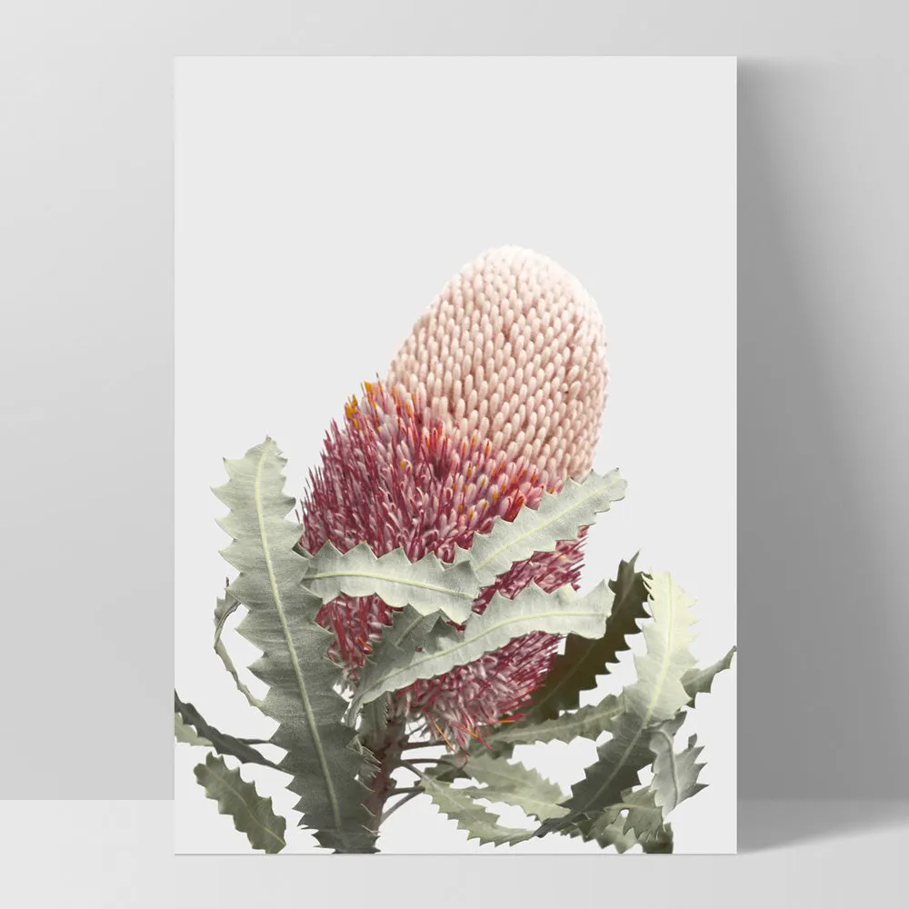 Blushing Banksia Flower - Art Print