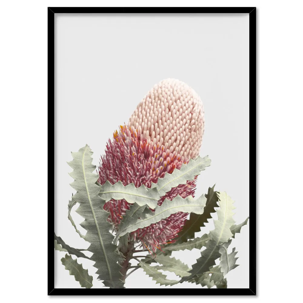 Blushing Banksia Flower - Art Print