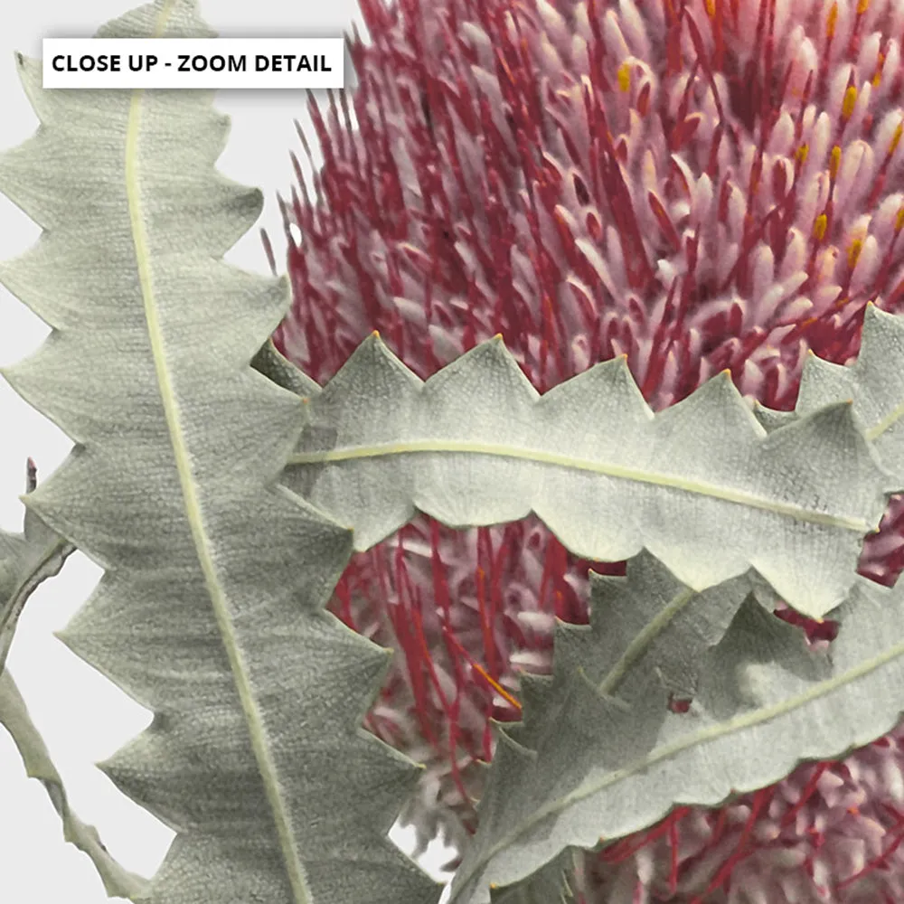 Blushing Banksia Flower - Art Print