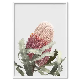 Blushing Banksia Flower - Art Print