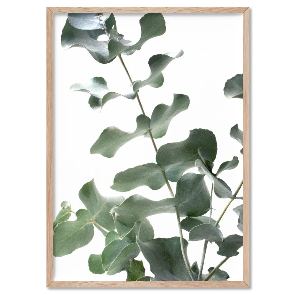 Eucalyptus Gum Leaves II  - Art Print
