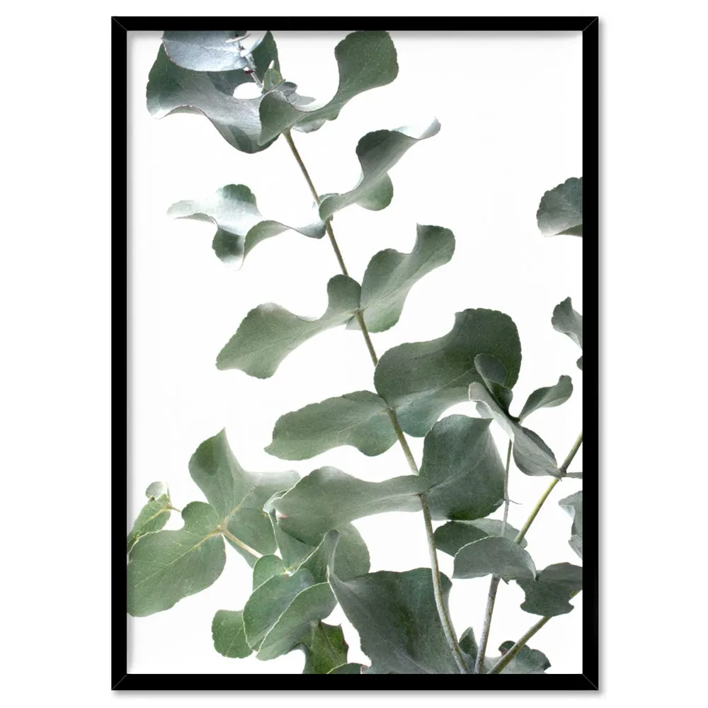 Eucalyptus Gum Leaves II  - Art Print