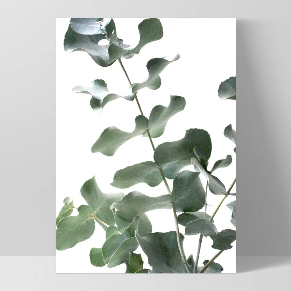 Eucalyptus Gum Leaves II  - Art Print