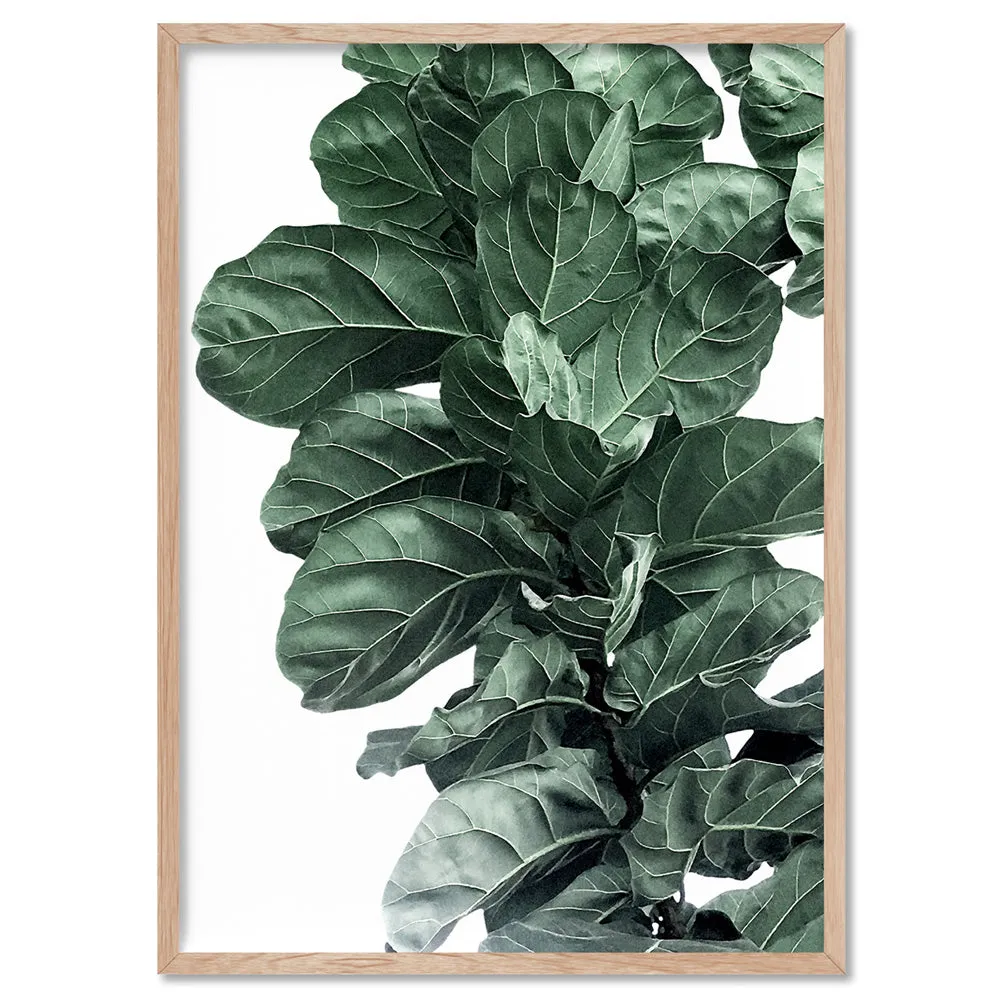 Fiddle Leaf Fig Watercolour I - Art Print