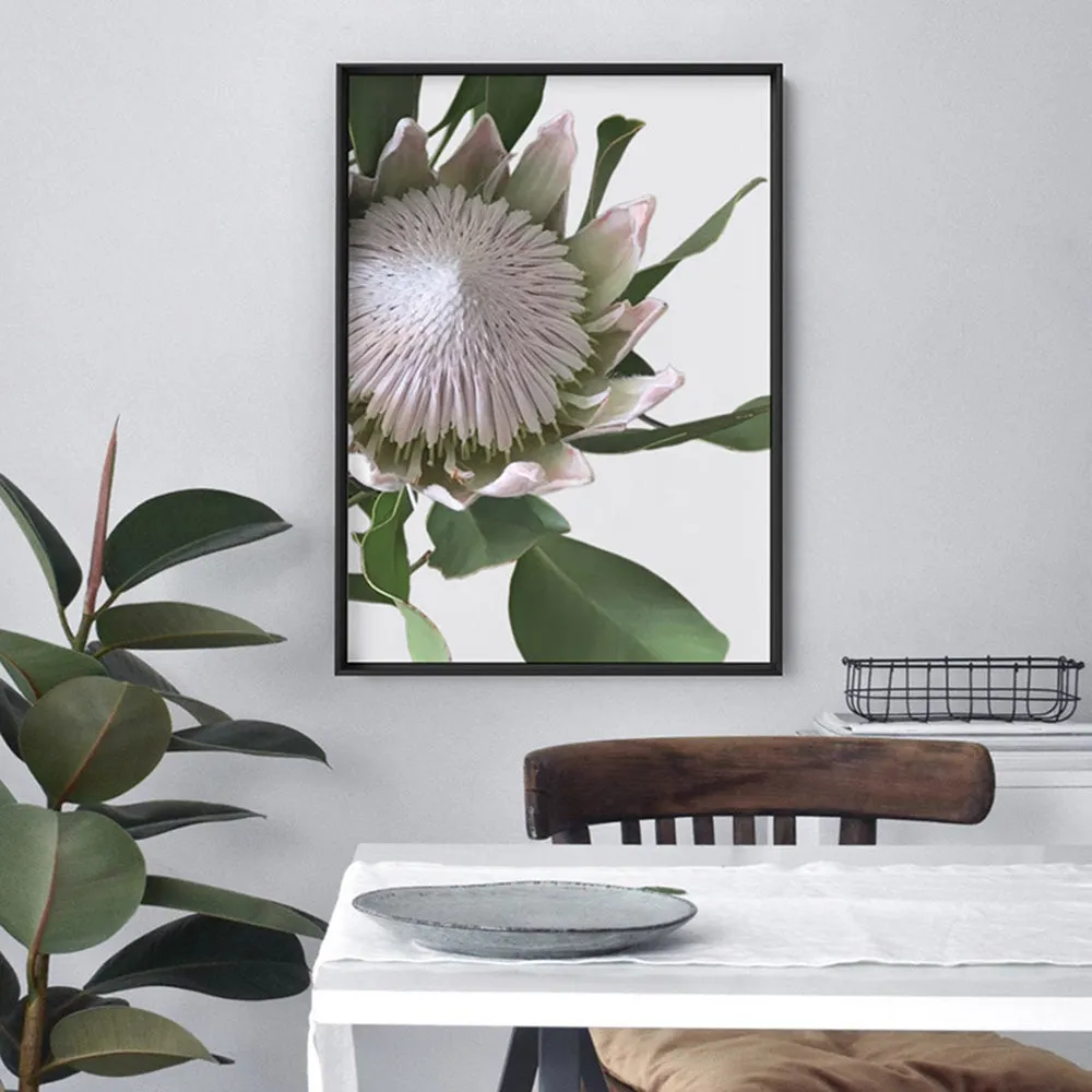 King Protea White - Art Print