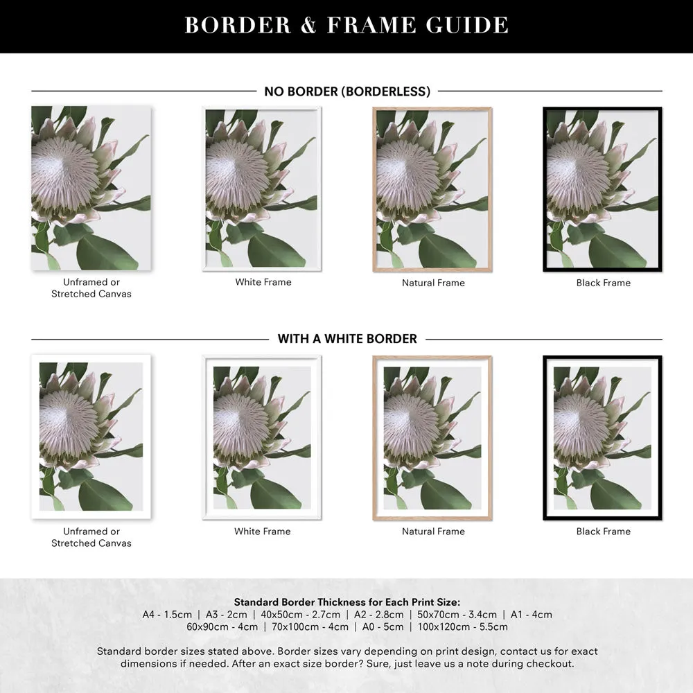 King Protea White - Art Print