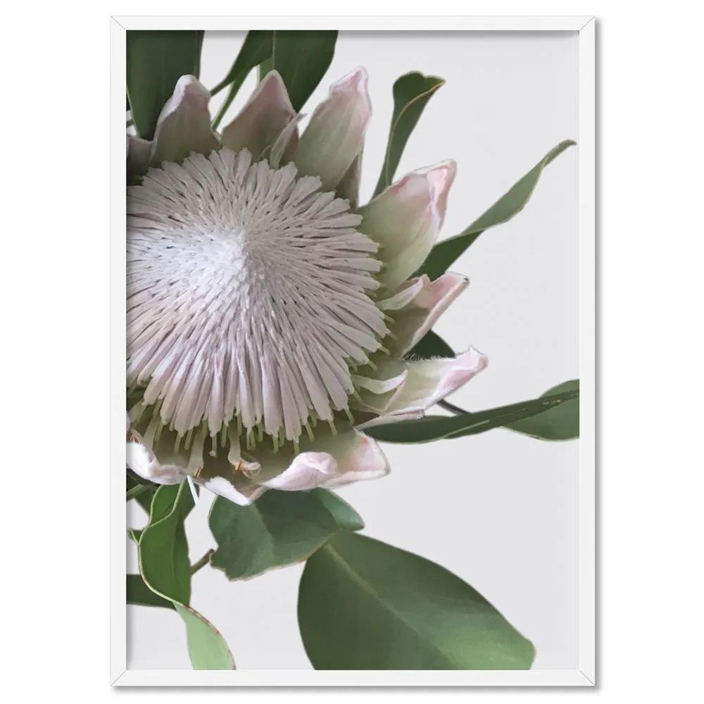 King Protea White - Art Print