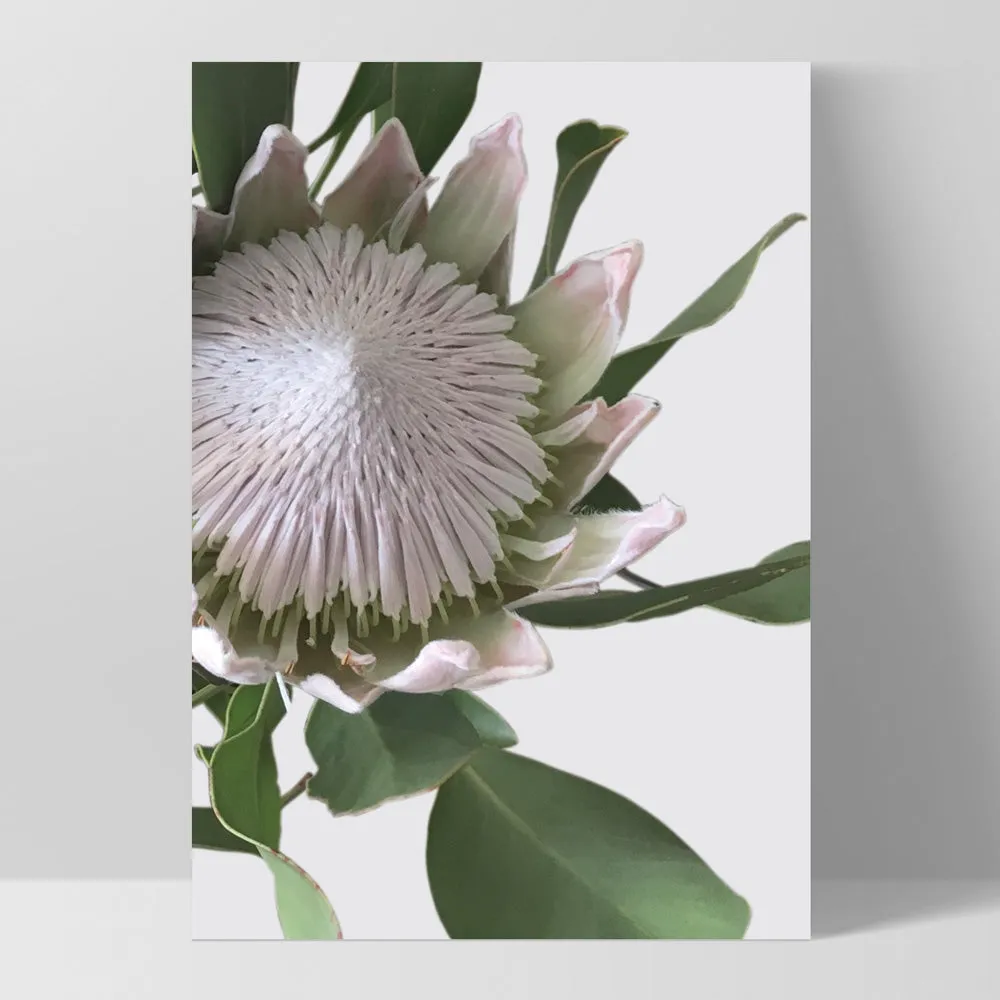 King Protea White - Art Print
