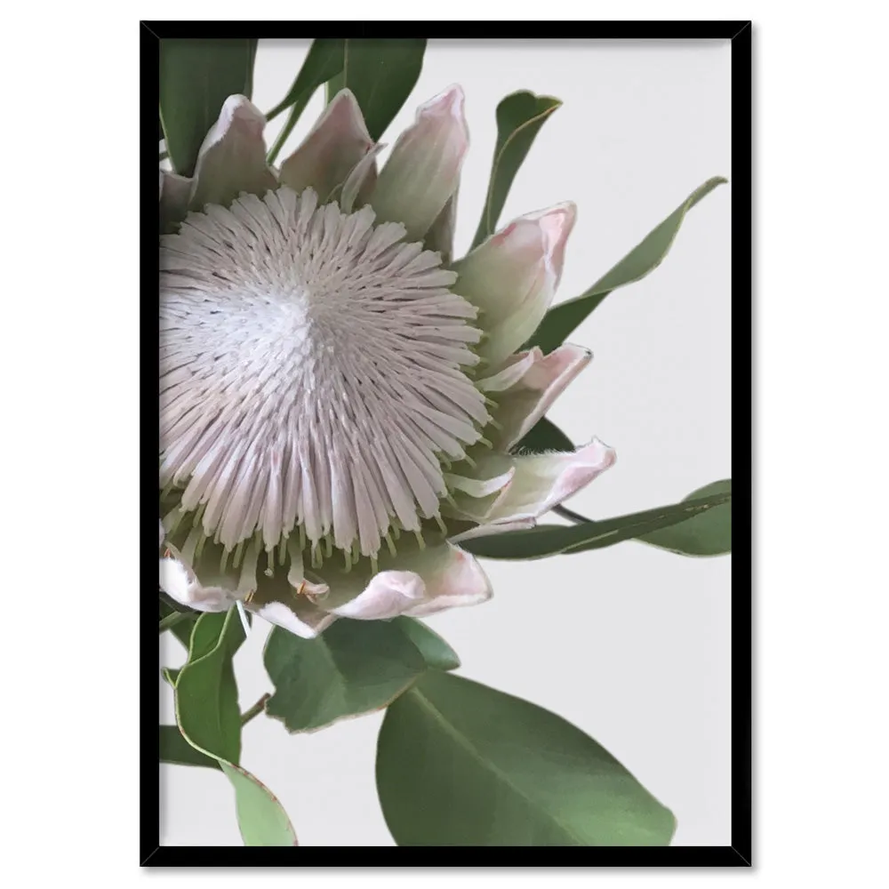 King Protea White - Art Print