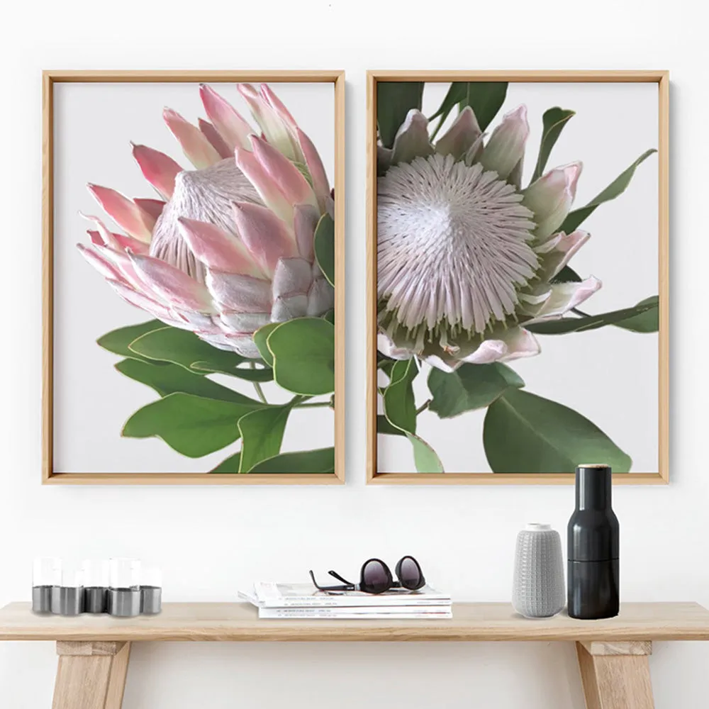 King Protea White - Art Print