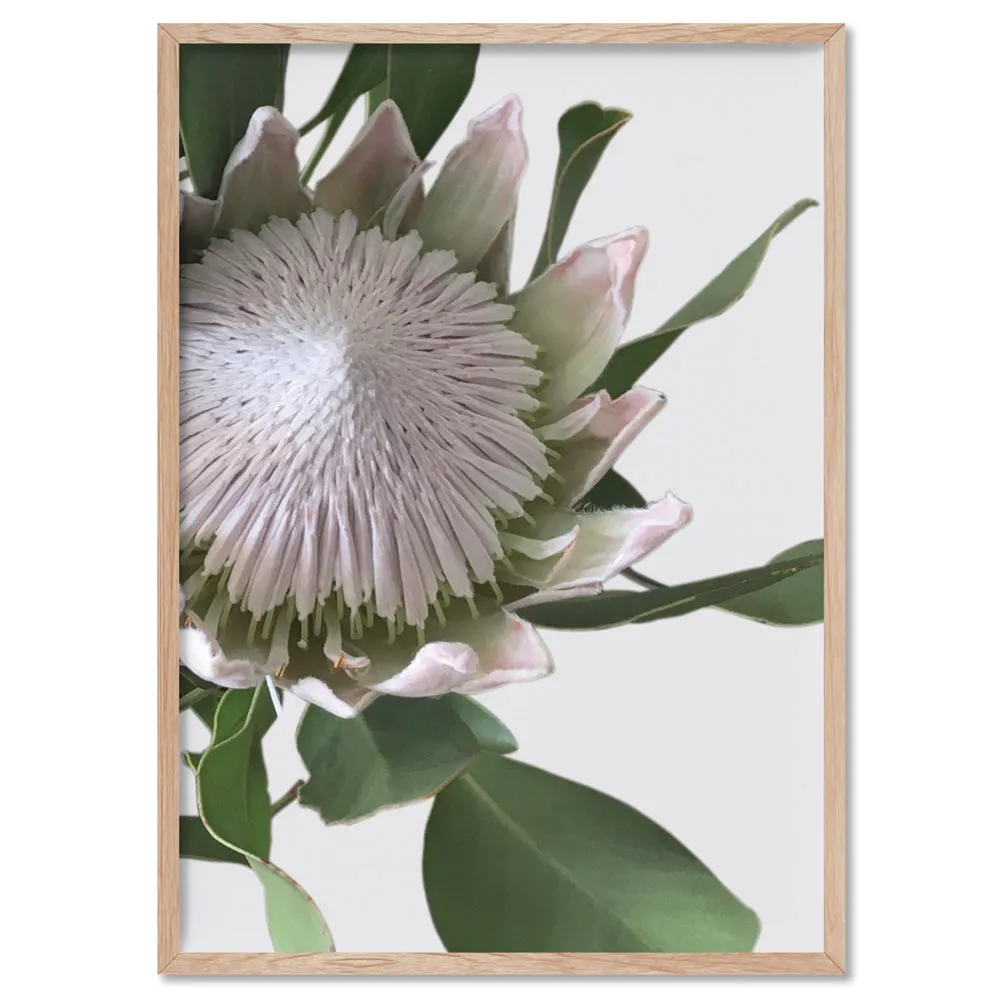 King Protea White - Art Print