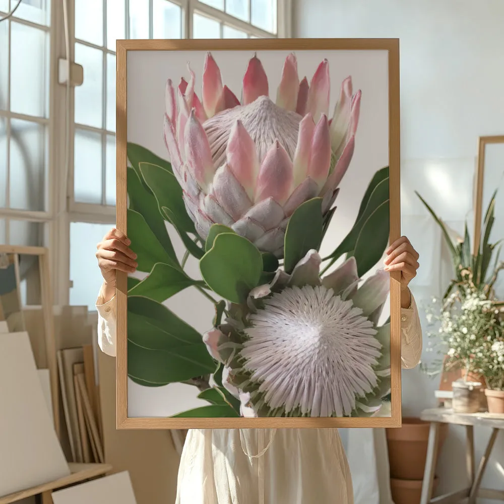 King Proteas in Soft Blush & White - Art Print