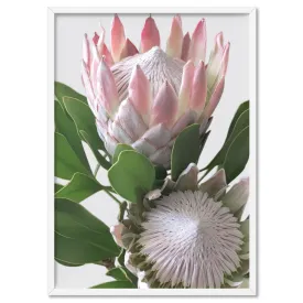 King Proteas in Soft Blush & White - Art Print