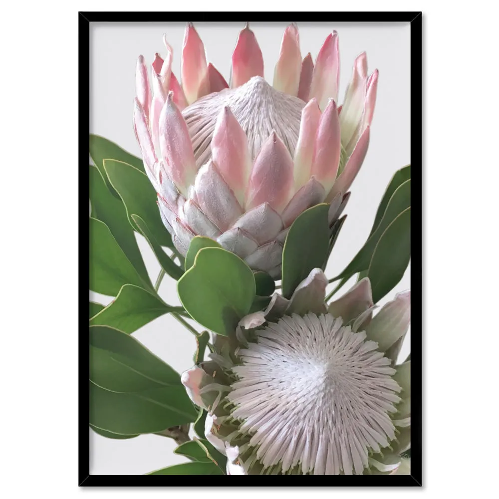 King Proteas in Soft Blush & White - Art Print