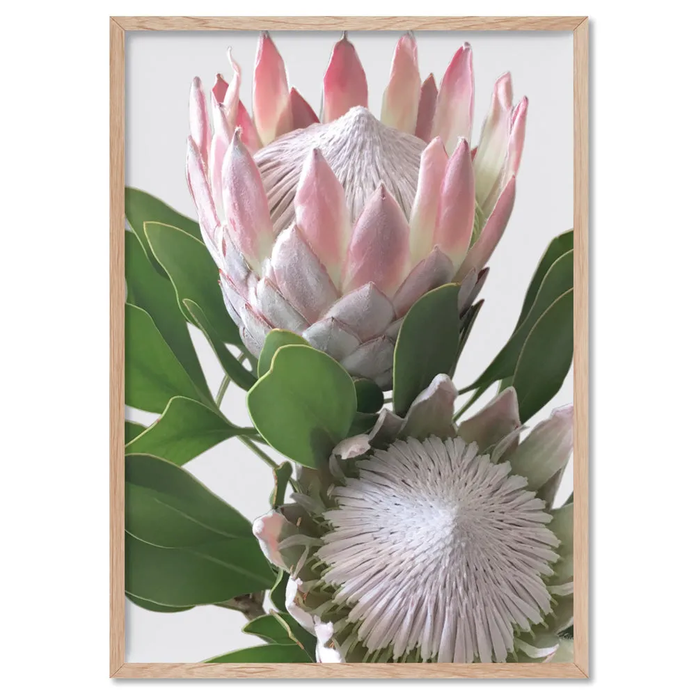 King Proteas in Soft Blush & White - Art Print