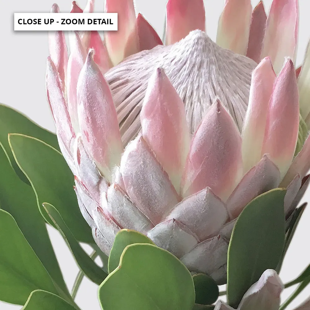 King Proteas in Soft Blush & White - Art Print