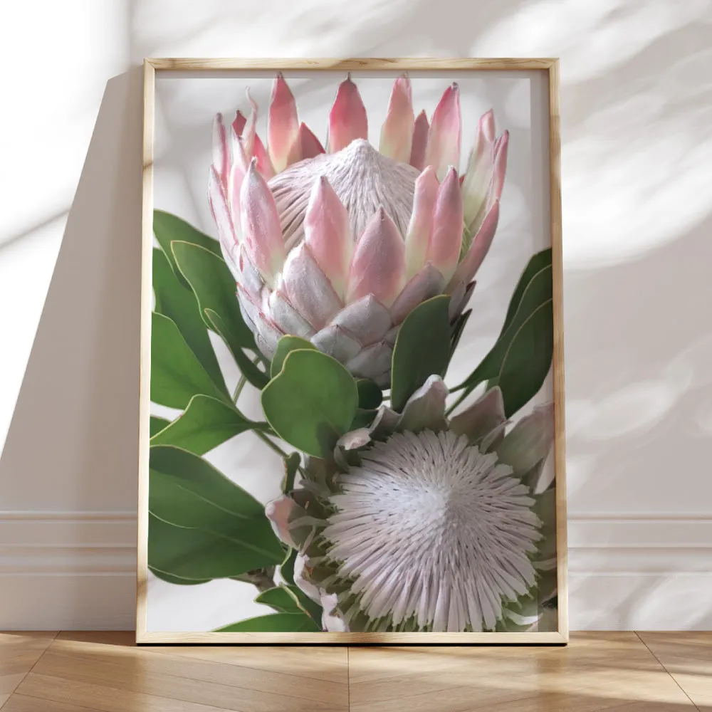King Proteas in Soft Blush & White - Art Print
