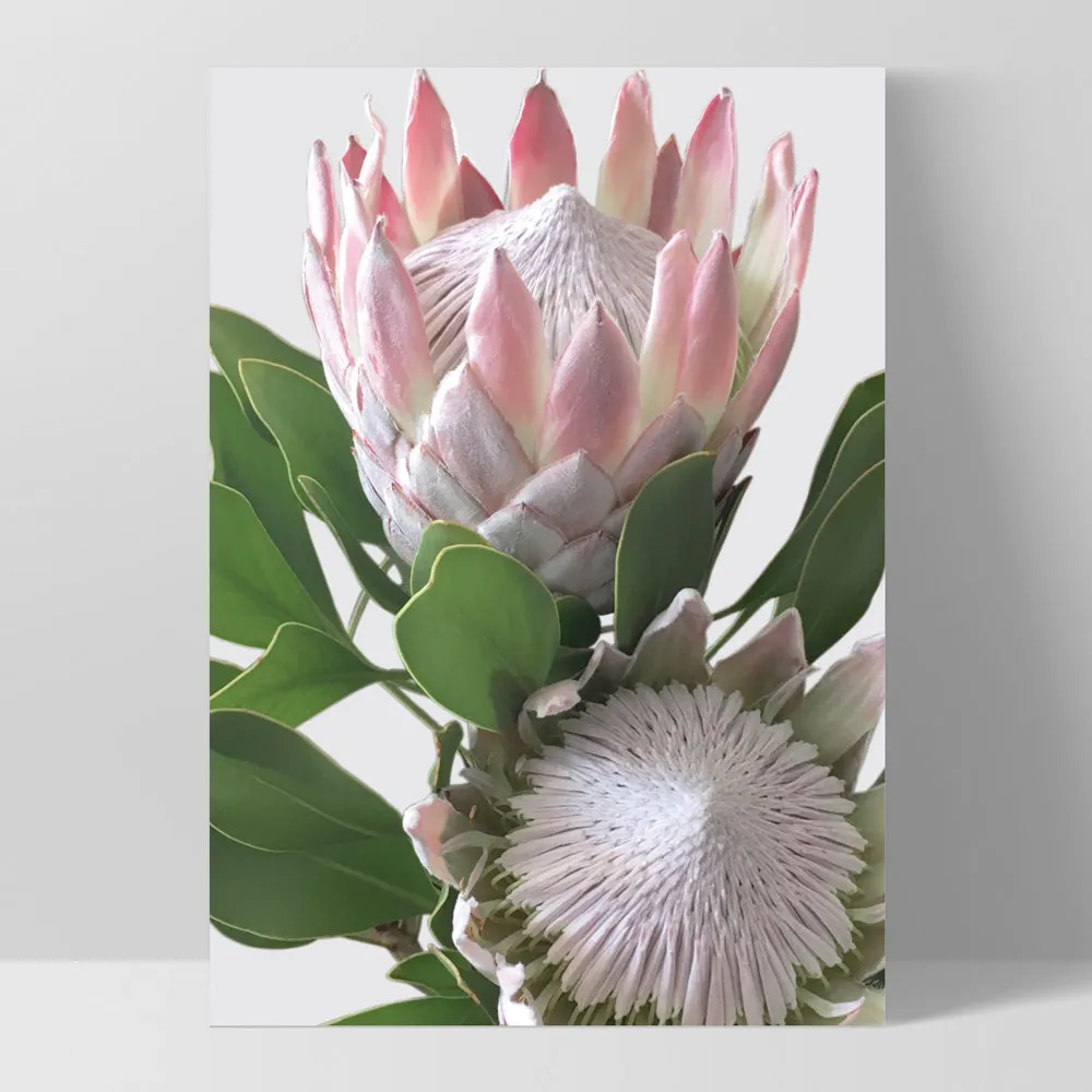 King Proteas in Soft Blush & White - Art Print