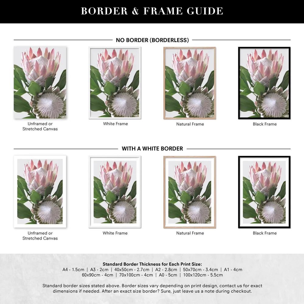 King Proteas in Soft Blush & White - Art Print